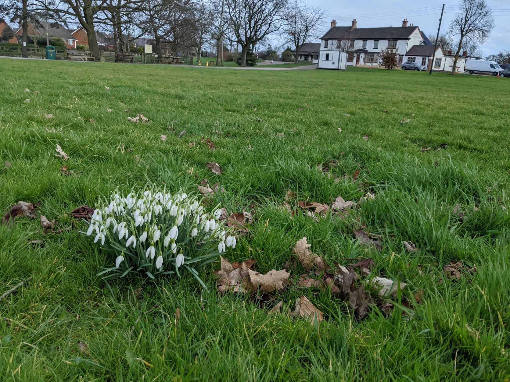 Snowdrops on the village green, February 26th